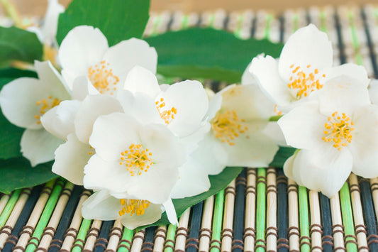 Bamboo & Jasmine - Fragrance