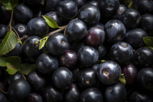 Black Plum - Fragrance