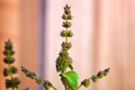 Patchouli Blossom - Fragrance