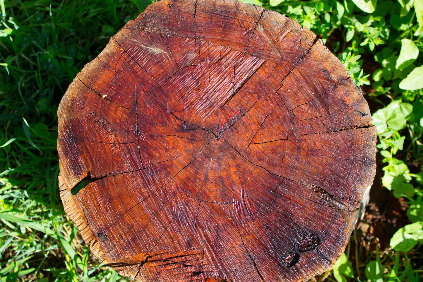 Brazilian Mahogany - Fragrance