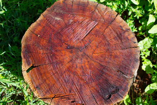 Brazilian Mahogany - Fragrance