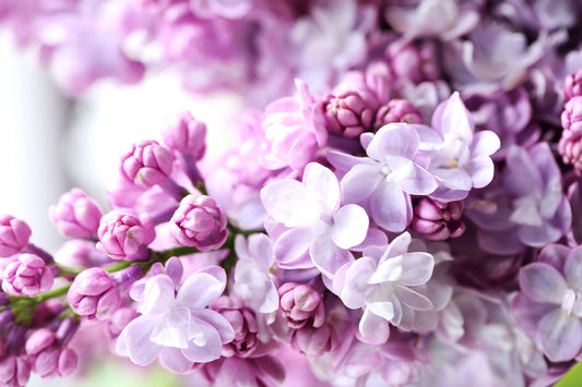 Lilac Blossom - Fragrance