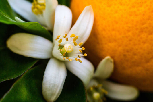 Orange Blossom - Fragrance