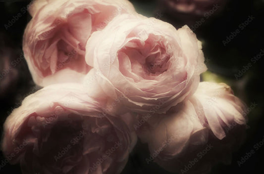 Victorian Rose - Fragrance